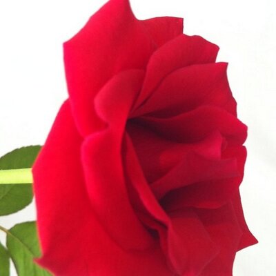 Profile Picture of JiHwan Kim (@RicTer_) on Twitter