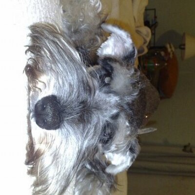 Profile Picture of Carlos Rua (@carlosrua1) on Twitter