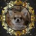 Profile Picture of Stephanie Lucas (Lucas Chihuahuas) (@Stephanie.lucas.chihuahuas) on Facebook