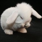 Profile Picture of Laura Zheng (@laura7tu) on Instagram