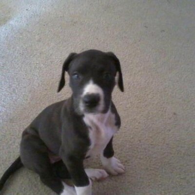 Profile Picture of Trudi Jo Wright (@gatorgalJo) on Twitter