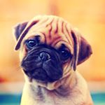 Profile Picture of Aimee Bonner (@rainbow_dog23) on Instagram