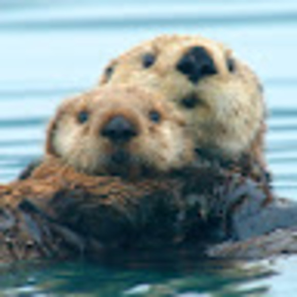 Profile Picture of Megan Cvetich (@megancvetich) on Poshmark