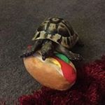 Profile Picture of Frank Wharton (@whartonfrank) on Instagram