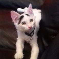 Profile Picture of Paula Lim (@Paulalim9) on Twitter