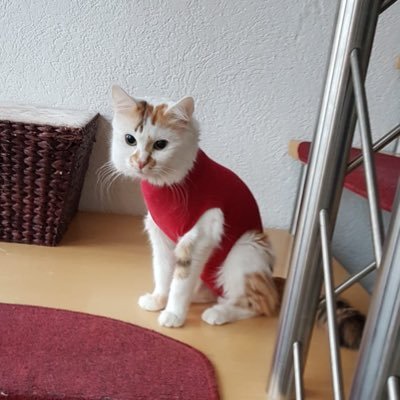 Profile Picture of Höner Michael (@michael_hoener) on Twitter