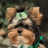 Profile Picture of blueberrybrookyorkies (@blueberrybrookyorkies) on Tiktok