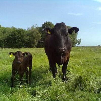 Profile Picture of Danny Brister (@DannyBuyy) on Twitter