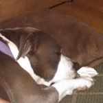 Profile Picture of Ryan Schopp Jr. (@schoppjr.ryan) on Instagram