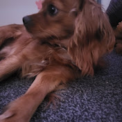 Profile Picture of Dennis Perry (@DennisPerry-r4f) on Youtube