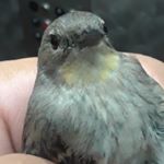 Profile Picture of Joe Castillo Jacobo (@joelcj1297) on Instagram