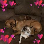 Profile Picture of Bianca Flores Brazel (@brazels_creations) on Instagram