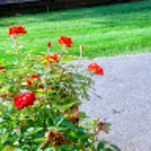 Profile Picture of Rana Shirazi (@shirazirana83) on Poshmark