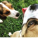 Profile Picture of Rudy & Luna🐾 (@rudy_n_luna) on Instagram