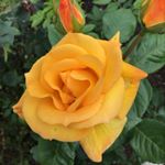 Profile Picture of Myrna Mailed Collado (@fondly.018) on Instagram