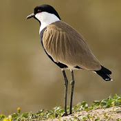 Profile Picture of Manar Ali (@manarali4388) on Youtube