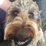 Profile Picture of Larry Ashton-newton (@larrytheaussielabradoodle) on Instagram