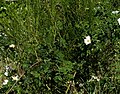 Profile Picture of Rosa mandoniion Wikipedia
