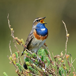 Elisabeth Lys - Flickr Profile Picture of Elisabeth Lys (@elisabeth lys) on Flickr