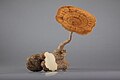 Profile Picture of Lignosuson Wikipedia