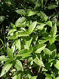 Profile Picture of Mercurialis perennis - Wikipediaon Wikipedia