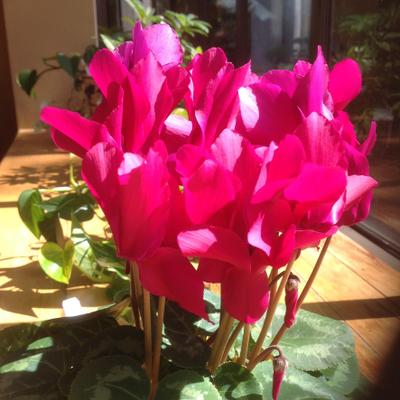 Profile Picture of Melanie Kehne (@mkehne) on Twitter