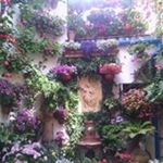 Profile Picture of Julia Cordero Pino (@corderopino) on Instagram