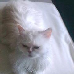 Alexia Xrusikopoulou - Tiktok Profile Picture of Alexia Xrusikopoulou (@alexiaxrusikopoulou) on Tiktok