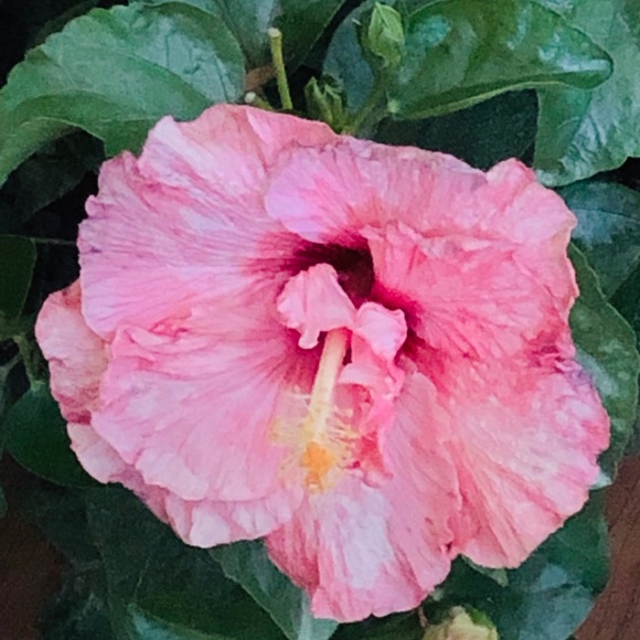 Profile Picture of Javier Navarro (@soldbear) on Poshmark