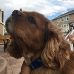 Profile Picture of Joe Sisco (@grr_ih8ppl) on Instagram