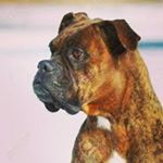 Profile Picture of Grant rice (@grantlrice) on Instagram