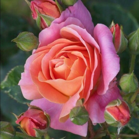 Profile Picture of Chavala Harris (@cmelita81) on Poshmark