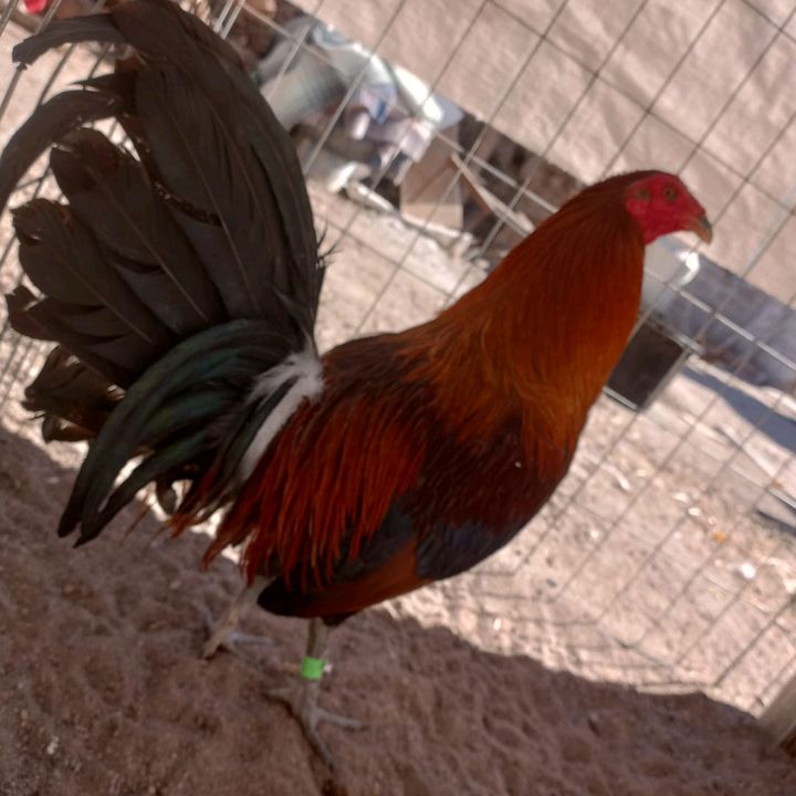 Profile Picture of Juan Favela (@juanfavela36) on Tiktok