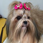 Profile Picture of 🎀 Laila Fernandes 🎀 (@laila__shihtzu) on Instagram