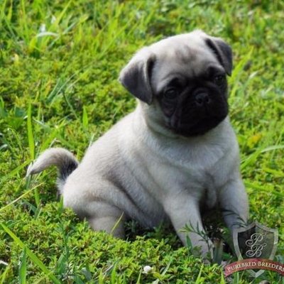 Daniel Demello - Twitter Profile Picture of Daniel Demello (@FbXxphantomxX) on Twitter