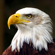 Profile Picture of Kyle Poston (@quepostone) on Youtube