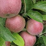 Profile Picture of Apples (@appleguyflowers) on Instagram