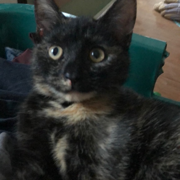 Kyleigh Marcotte - Poshmark Profile Picture of Kyleigh Marcotte (@nalabelle928) on Poshmark