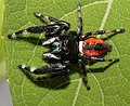 Profile Picture of Phidippus claruson Wikipedia