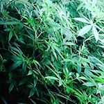 Profile Picture of bruce greg (@manchester_haze) on Instagram