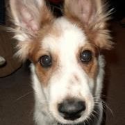 Profile Picture of Jacqueline Dabrowski (@happyhinkes) on Pinterest