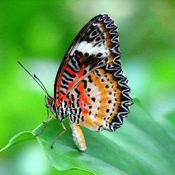 Naomi Juárez - Twitter Profile Picture of Naomi Juárez (@PaolaNaomiJH) on Twitter