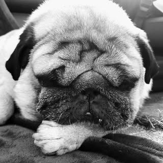 Profile Picture of Dino Carlino (@dino_carlino) on Instagram