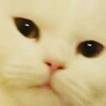 Profile Picture of joni🐱 (@jon_s_paradise) on Instagram