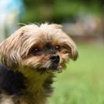 Profile Picture of Shawna Hoffman (@shawnahoffman) on Instagram