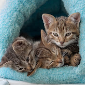 Alvin AQUINO - Youtube Profile Picture of Alvin AQUINO (@alvinaquino213) on Youtube