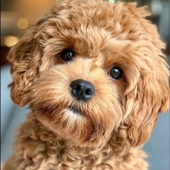 Profile Picture of Steve Bruno (@stbruno58) on Poshmark