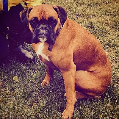 Profile Picture of Ruby Walters (@Ruby_Boxer) on Twitter