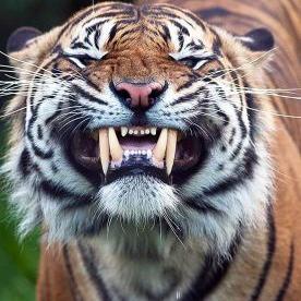 Profile Picture of Javier Morado (@morado_javier) on Twitter