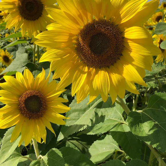 Profile Picture of Nancy Murphy (@03210818) on Poshmark